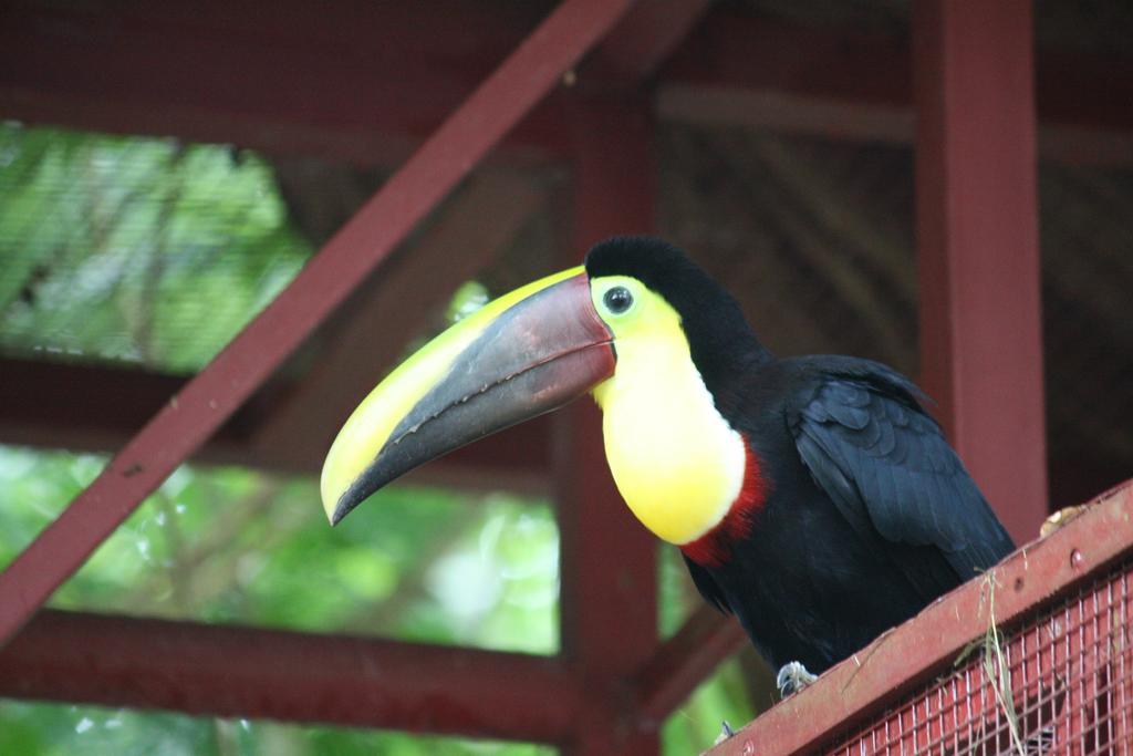 Hotel El Colibri Rojo - Cabinas - Le Colibri Rouge Cahuita Ngoại thất bức ảnh